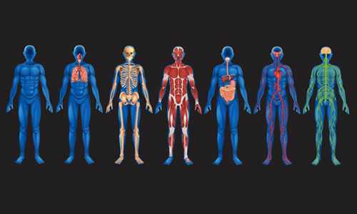 Different systems of the human body